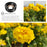 APEXEL APL-HB100MM 100mm Super Macro 4K HD CPL Star Filter Mobile Phone Camera Lens for iPhone Samsung Sony - 7