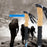 KODENOR KDN-001 2Pcs Carbon Fiber Trekking Pole Collapsible 3 Sections Hiking Stick with External Lock - Blue - 3