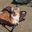 SHINETRIP A404 Elevated Raised Dog Cat Bed Aluminum Alloy Folding Pet Cot Soft Cushion Pet Hammock Bed - Coffee - 3