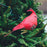 2Pcs Cardinal Clip On Christmas Tree Ornaments Artificial Red Birds Ornament for DIY Christmas Tree - HN-TF22207 - 4