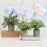 Artificial Grass Plastic Simulation Potted Plant Desktop Decoration for Living Room - PB05-10 - 3