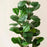 80cm Simulated Fiddle Leaf Fig Potted Plant Indoor Hall Decoration Green Plant Artificial Bionic - 3