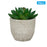 24Pcs Echeveria Simulation Succulents Evergreen Mini Bonsai Fake Plant Desktop Decor - 1