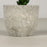24Pcs Echeveria Simulation Succulents Evergreen Mini Bonsai Fake Plant Desktop Decor - 5