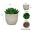 24Pcs Echeveria Simulation Succulents Evergreen Mini Bonsai Fake Plant Desktop Decor - 6