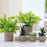 24Pcs Simulation Succulents Evergreen Mini Bonsai Fake Potted Plant Desktop Decor - DZ003 - 4