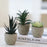 24Pcs Simulation Succulents Evergreen Mini Bonsai Fake Potted Plant Desktop Decor - DZ003 - 7