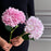 5Pcs Artificial Hydrangea Flowers 3D Realistic Silk Flowers for Home Decor Photography Props - White - 4
