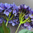 5Pcs Artificial Hydrangea Flowers 3D Realistic Silk Flowers for Home Decor Photography Props - White - 6