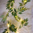2m 20-LED Artificial Willow Vine String Light Christmas Holiday Home Decor - 4