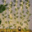2m 20-LED Artificial Willow Vine String Light Christmas Holiday Home Decor - 5