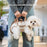 L Size Pet Carrier for 6.5-9Kg Dogs Shoulder Handbag Pet Traction Pack Portable Breathable Crossbody Bag Gift - 3