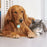 Compatible with Samsung Galaxy SmartTag Bluetooth-compatible Tracker Waterproof Silicone Case Protective Cover for Pet Collar - Baby Blue - 5