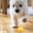 AIWO Pet Smart Rolling Ball Cat Teaser Bite Resistant Dog Interactive Training Toy - Floral / Yellow - 7