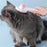 Self-Cleaning Cat Dog Brush Tangled Hair Cleaning Pet Grooming Comb Gift with Plastic Handle - Grey - 6