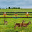 N911B 13 Sounds Motion Sensor Alarm Solar Powered Animal Repellent with LED Flashing Light - 3