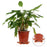 12Pcs Gardening Flower Pot Foot Pad PP Ventilation Plant Pot Heighten Base - Orange L - 3