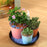 PB210 4Pcs 21cm Flower Pot Bottom Water Storage Round Tray Plastic Movable Potted Plant Base - Red - 6