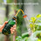 Long Spout Watering Can Squeeze Handle Thin Nozzle Bent Neck Plant Sprayer for Indoor Gardening / Houseplants - Green - 2