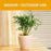 Self Watering Device Automatic Plant Water Irrigation Tool When Away On Vacation Travel - 7
