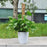 4Pcs 50cm Garden Plant Support Stick Plant Climbing Rod Vine Climbing Coconut Palm Rod with Tools - 4