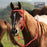 Horse Riding Halter Rope Equestrian Headgear 1.3m Nylon Bridle Rein for Precise Control - 5