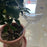 5Pcs 90ml Bird Shape Plant Waterer Automatic Watering Device PVC Drip Irrigation System, Size L - Transparent - 2