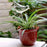 5Pcs 90ml Bird Shape Plant Waterer Automatic Watering Device PVC Drip Irrigation System, Size L - Transparent - 4
