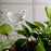 5Pcs 90ml Bird Shape Plant Waterer Automatic Watering Device PVC Drip Irrigation System, Size L - Transparent - 5
