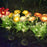 2Pcs Artificial Snow Lotus Flower Lights Solar Powered Outdoor Garden Landscape Ground Lamp - Orange - 4