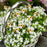 G333 10Pcs / Set Artificial Bee Lawn Stakes Yard Ornaments Realistic Insect Decoration for Outdoor Garden - 7