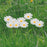 G329 10Pcs / Set Simulated Daisy Shape Garden Stake Outdoor Courtyard Patio Lawn Decoration - 4