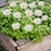 G329 10Pcs / Set Simulated Daisy Shape Garden Stake Outdoor Courtyard Patio Lawn Decoration - 7