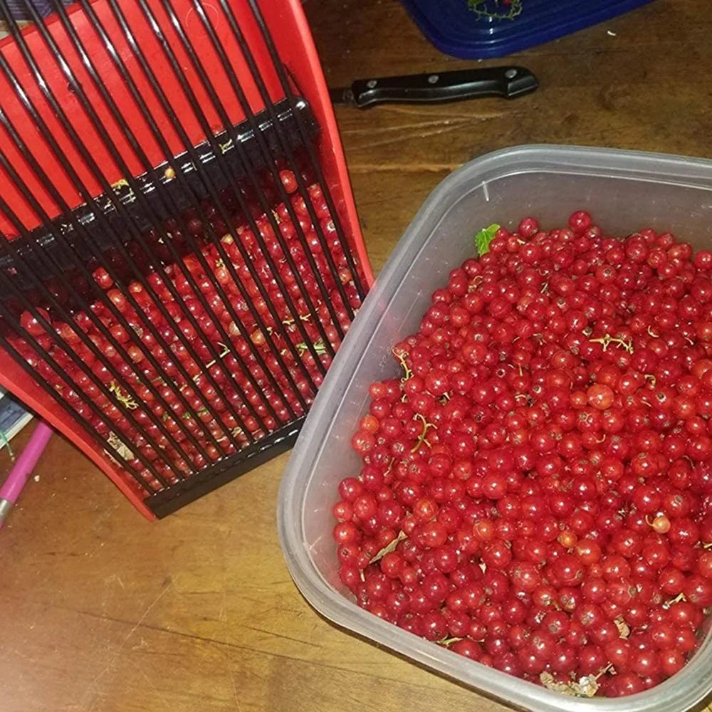 Berry Picker Blueberry Lingonberry Scoop Metal Comb Ergonomic Handle Design Berry Picking Rake Tool (BPA Free, No FDA Certificate) - 7