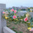 10m 100 LED Solar Powered Rose String Light 8 Modes Outdoor Garden Landscape Decorative Lamp - 7