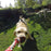 GP197 Action Camera Mount Pet Dog Harness Adjustable Chest Strap - 7