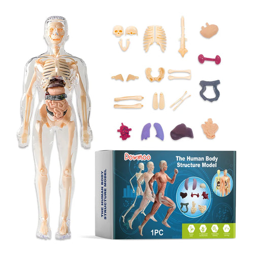 DOWMOO 28cm Human Body Model Detachable Torso Anatomy Educational Toy Detailed Skeletal Organ Display - 1