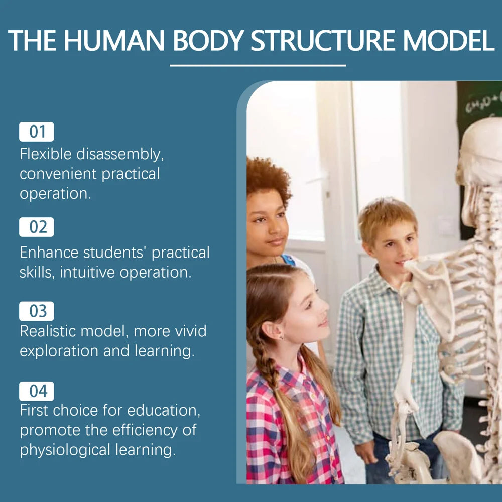 DOWMOO 28cm Human Body Model Detachable Torso Anatomy Educational Toy Detailed Skeletal Organ Display - 2