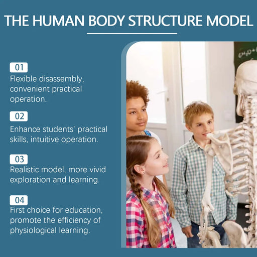 DOWMOO 28cm Human Body Model Detachable Torso Anatomy Educational Toy Detailed Skeletal Organ Display - 2