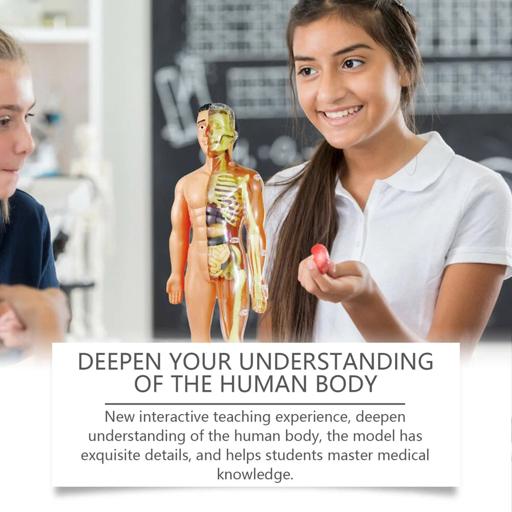 DOWMOO 28cm Human Body Model Detachable Torso Anatomy Educational Toy Detailed Skeletal Organ Display - 7